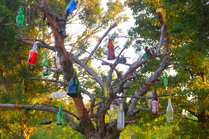 Bottle Tree