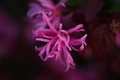 a colorful weed plant
