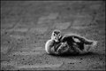 Duckling1
