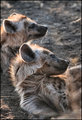 Hyena cubs