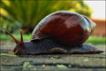 Giant slug