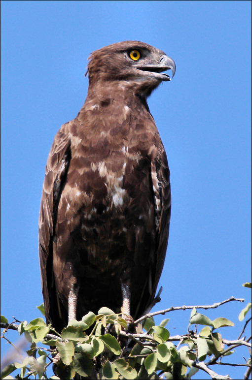 Aquila pomarina