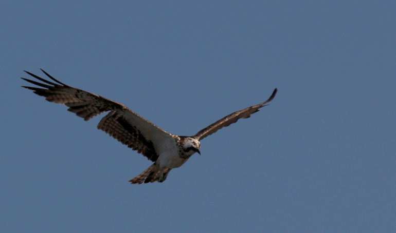 Buteo augur