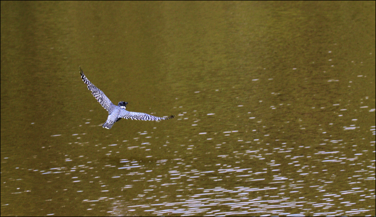 Ceryle rudis