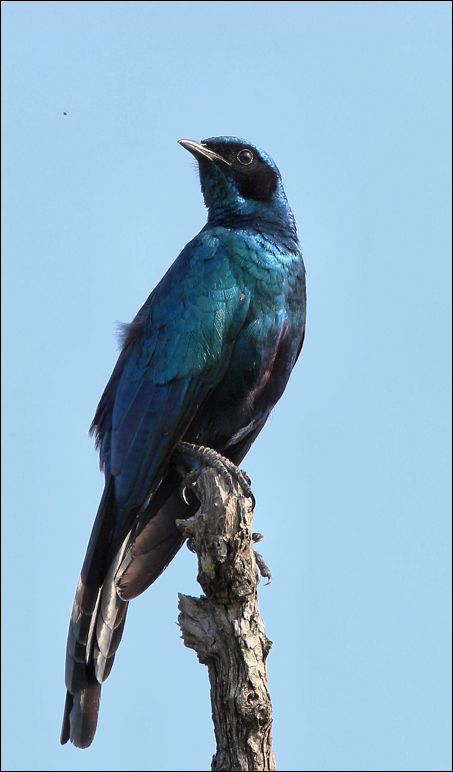 Lamprotornis australis