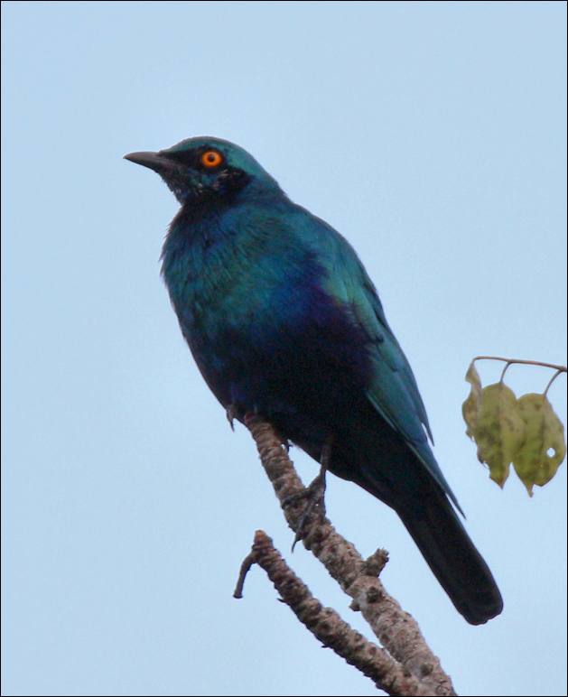 Lamprotornis chalybaeus