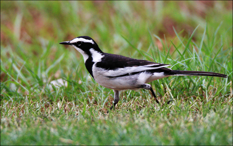 Motacilla aguimp