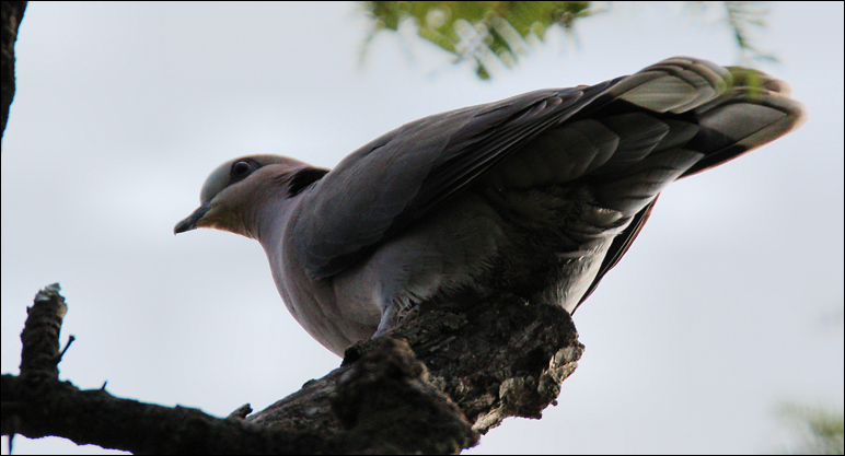 Streptopelia semitorquata