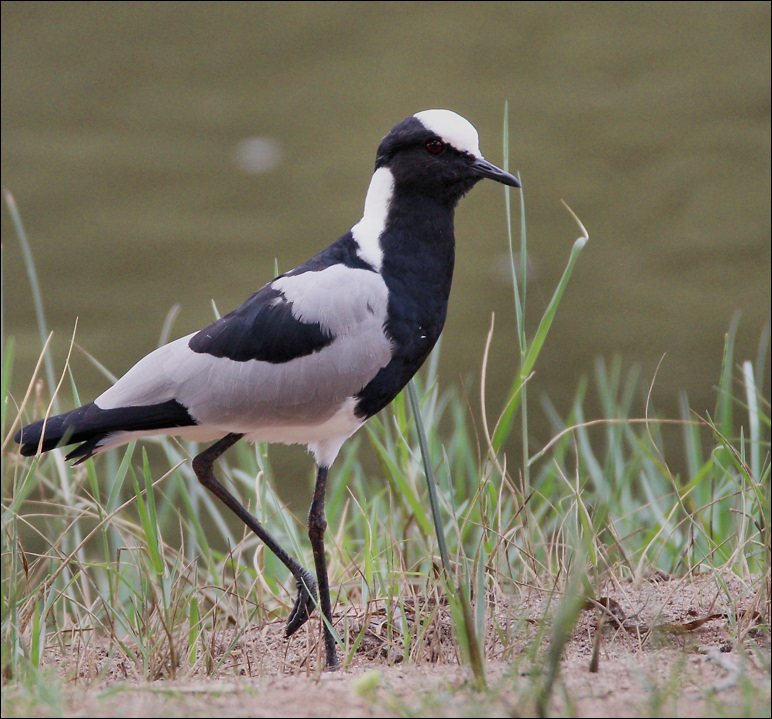 Vanellus armatus
