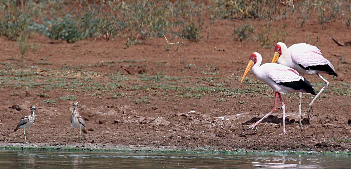 Burhinus vermiculiatus Mycteria ibis