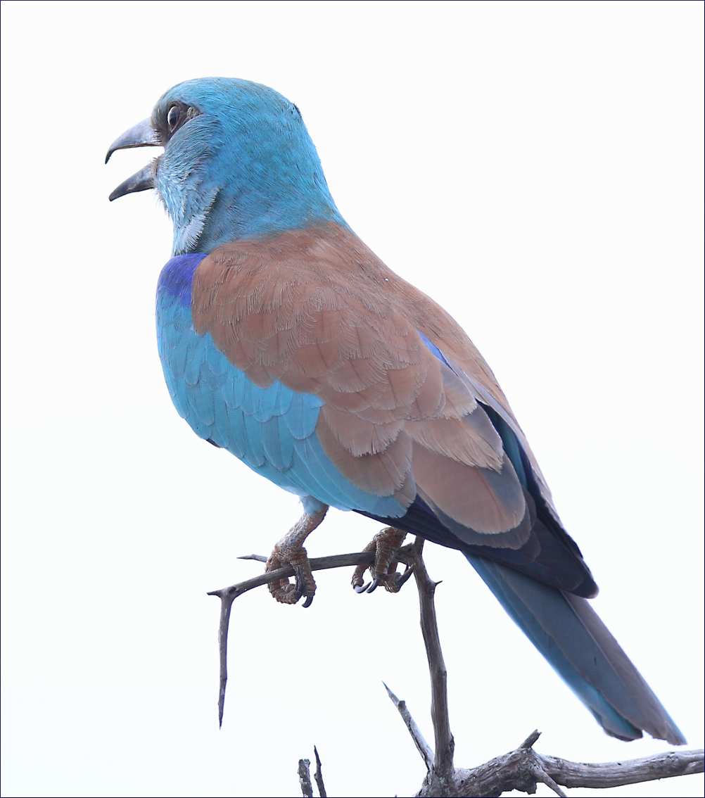 Caraciar garrulus