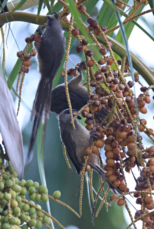 Colius striatus