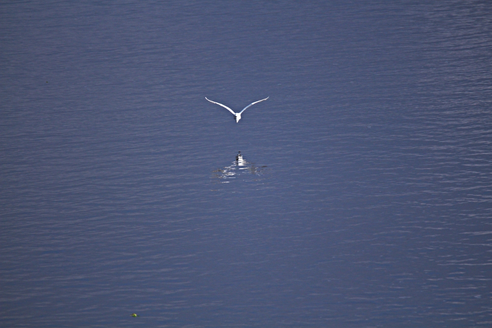 Egretta alba