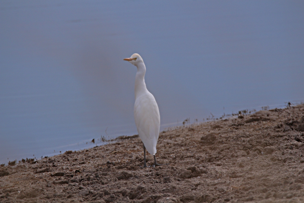Egretta intermedia