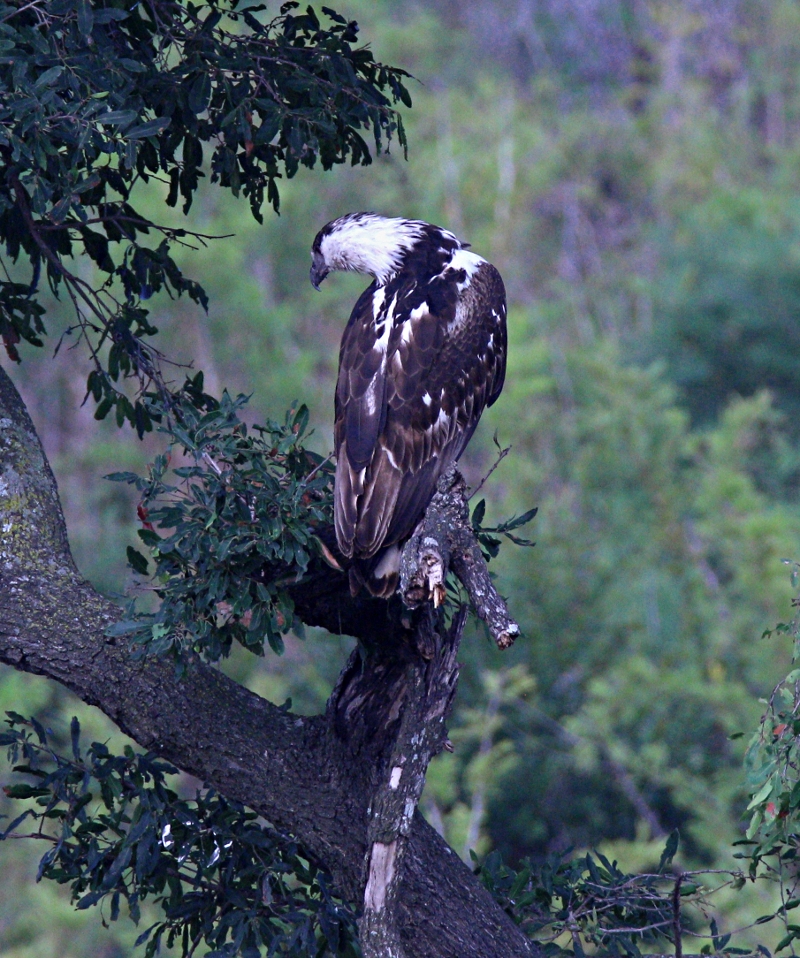 haliaeetus vocifer young