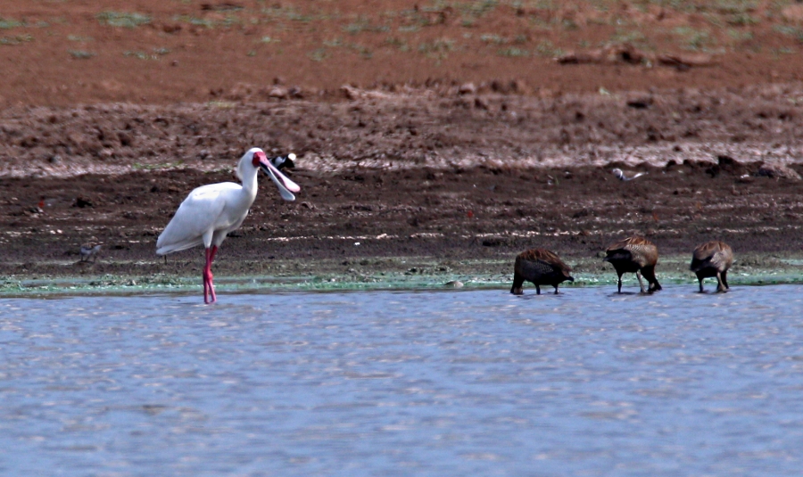 Platalea alba