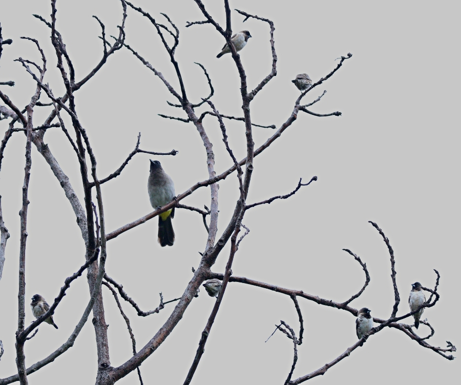 Pycnonotus tricolor Passer domesticus
