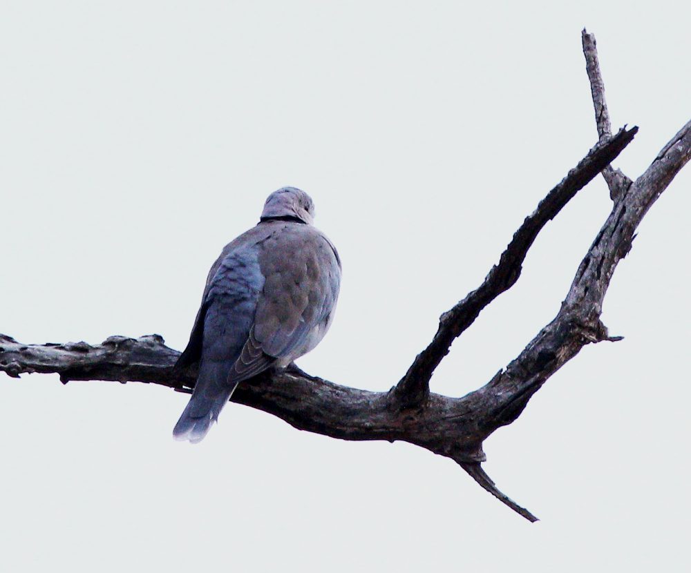 Streptopelia capicola