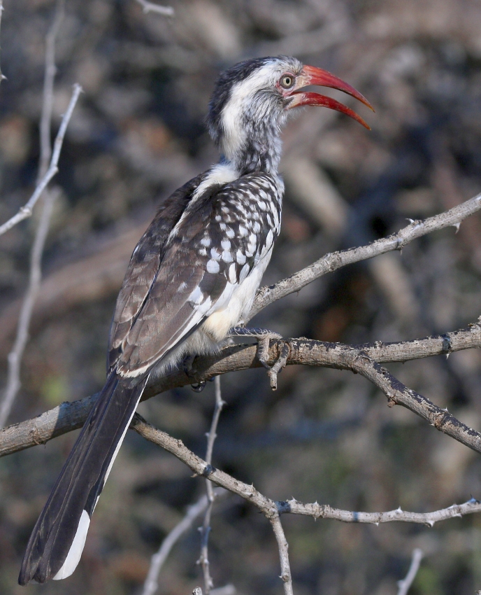 Tockus erythrorhynchus
