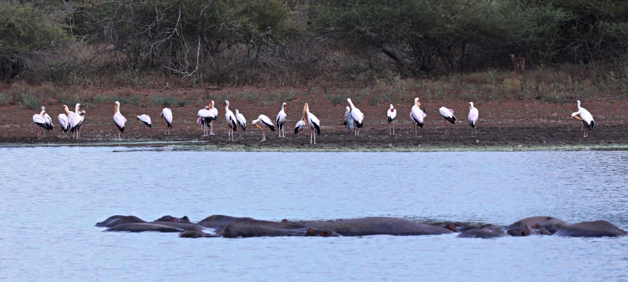 yellow billed stork with hippo
