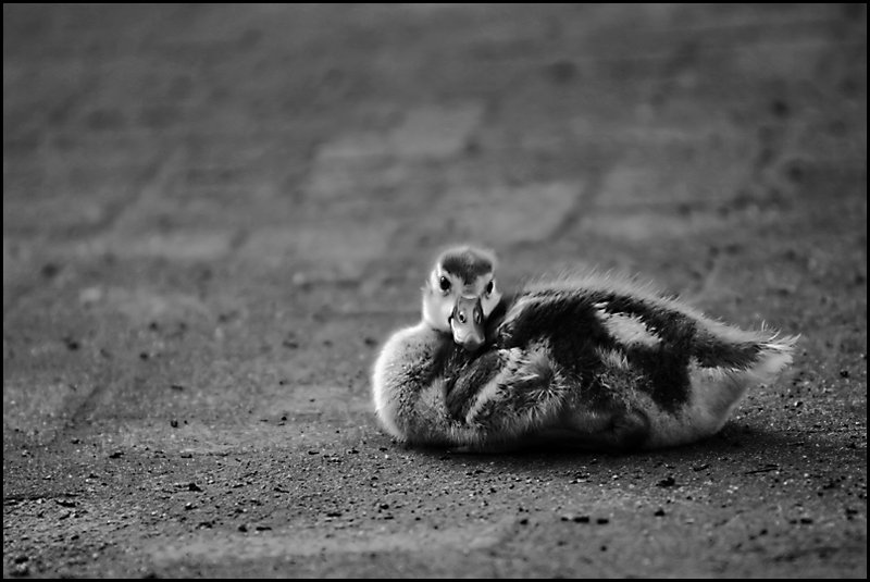 Duckling1