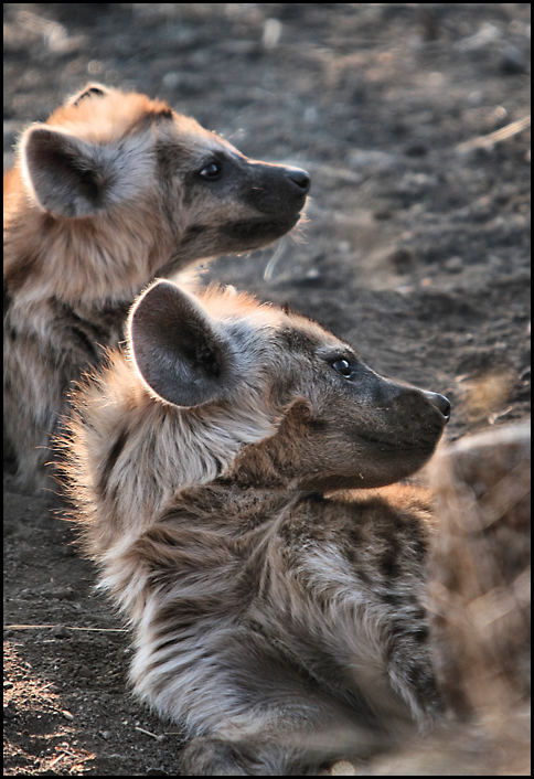 Hyena cubs