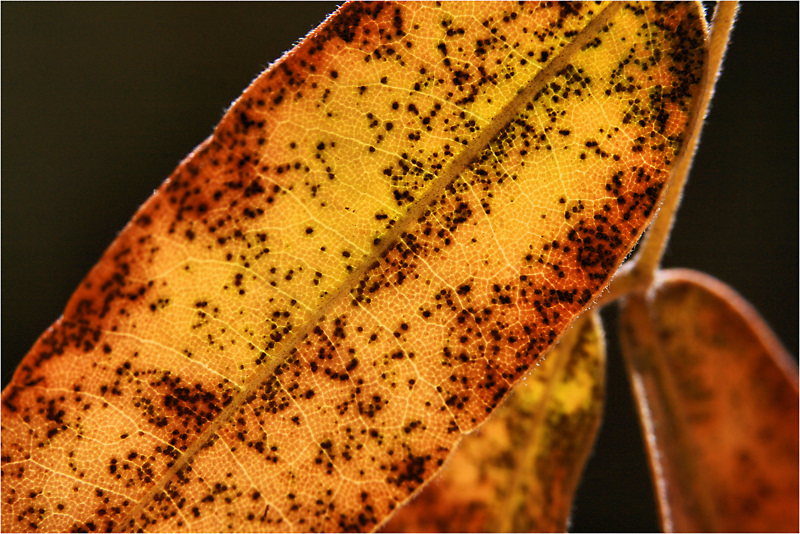 Backlit leaf