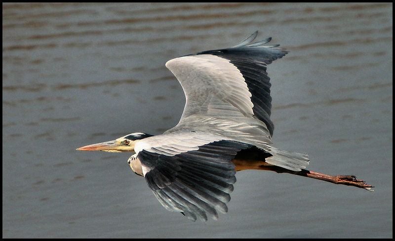 Heron