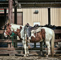 Fort Wilderness Horse