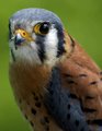American Kesstrel