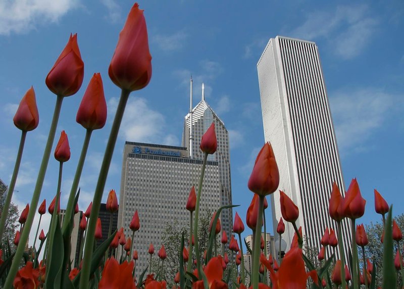 Attack of the Tulips