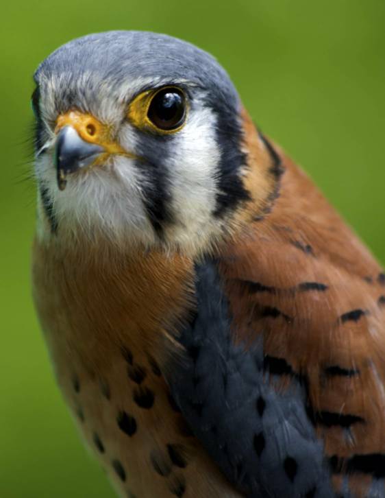 American Kesstrel