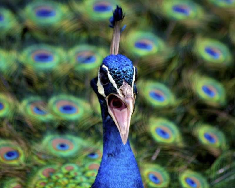 Angry Peacock