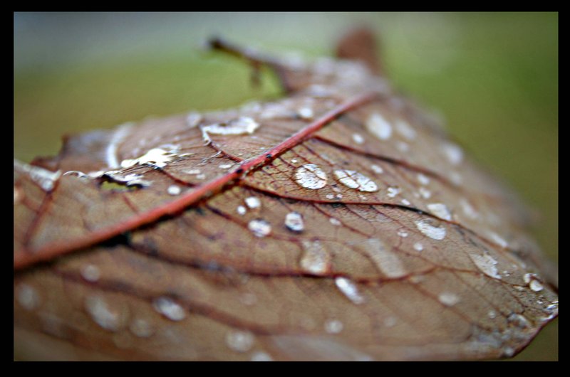 rain drops
