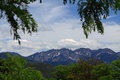 Mountains through the trees