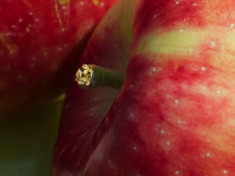 Apple Crate 800px crop
