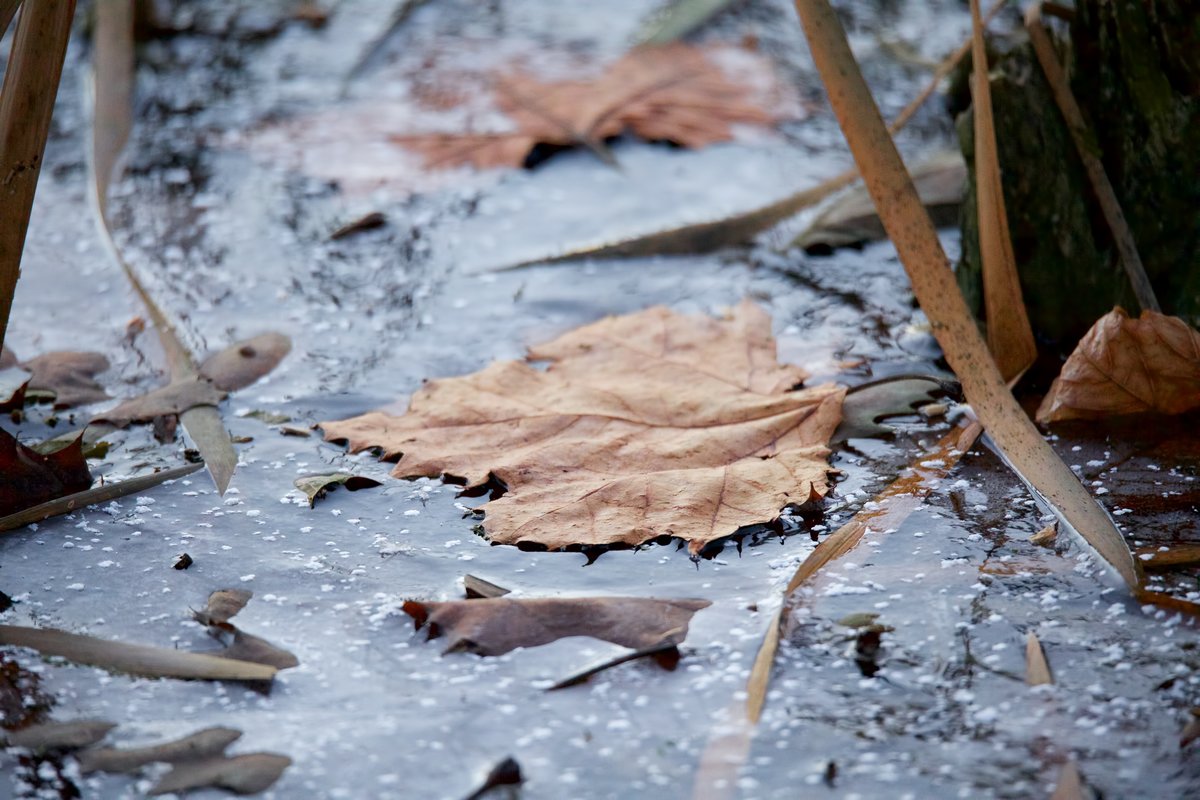 Leaf - DeNoise and sharpening applied
