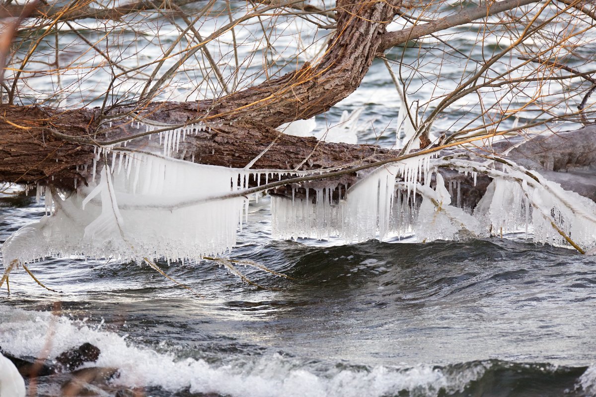 Ice Tree @360mm, minor edits