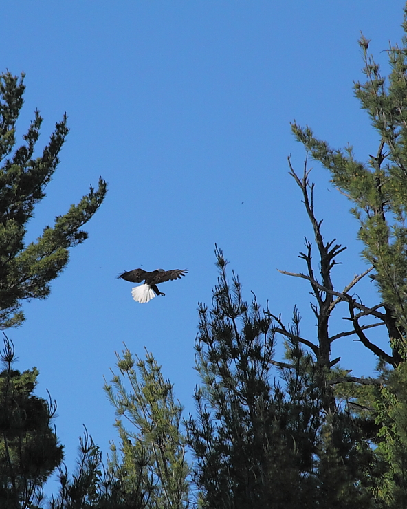 Landing at the tops of the trees