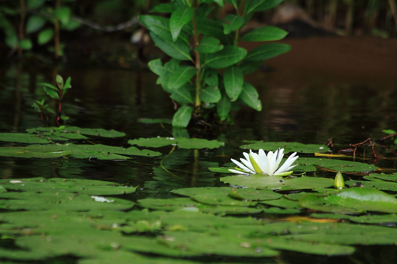 Shallow lake foiliage