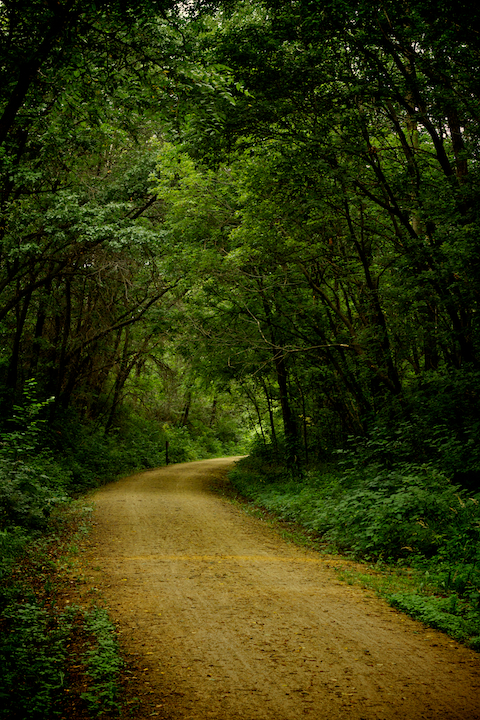 Early Morning Summer Path