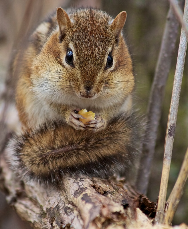 Chubby Cheeks