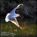 gull
