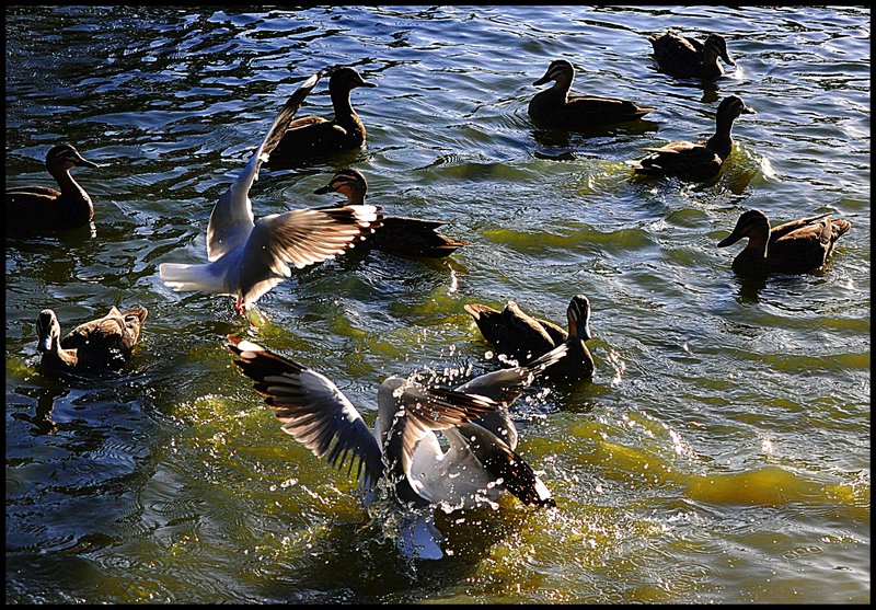 Feeding Frenzy