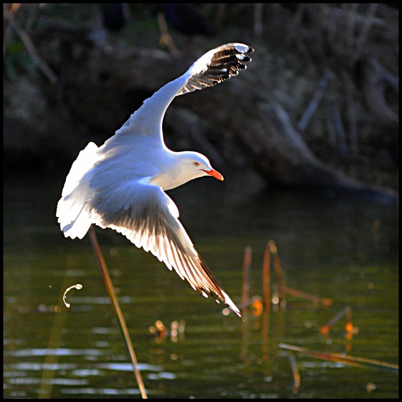 gull