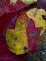 Two Tone Leaf