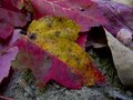 Two Tone Leaf V2