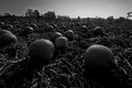 Pumpkins3c