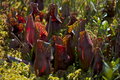 Pitcher Plants - 01