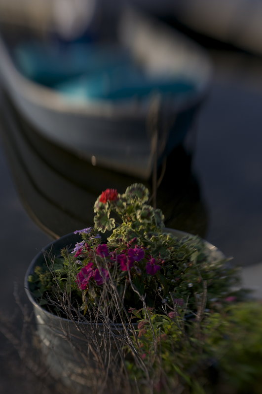 Boat and flowers